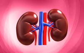 Kidney Health Tips