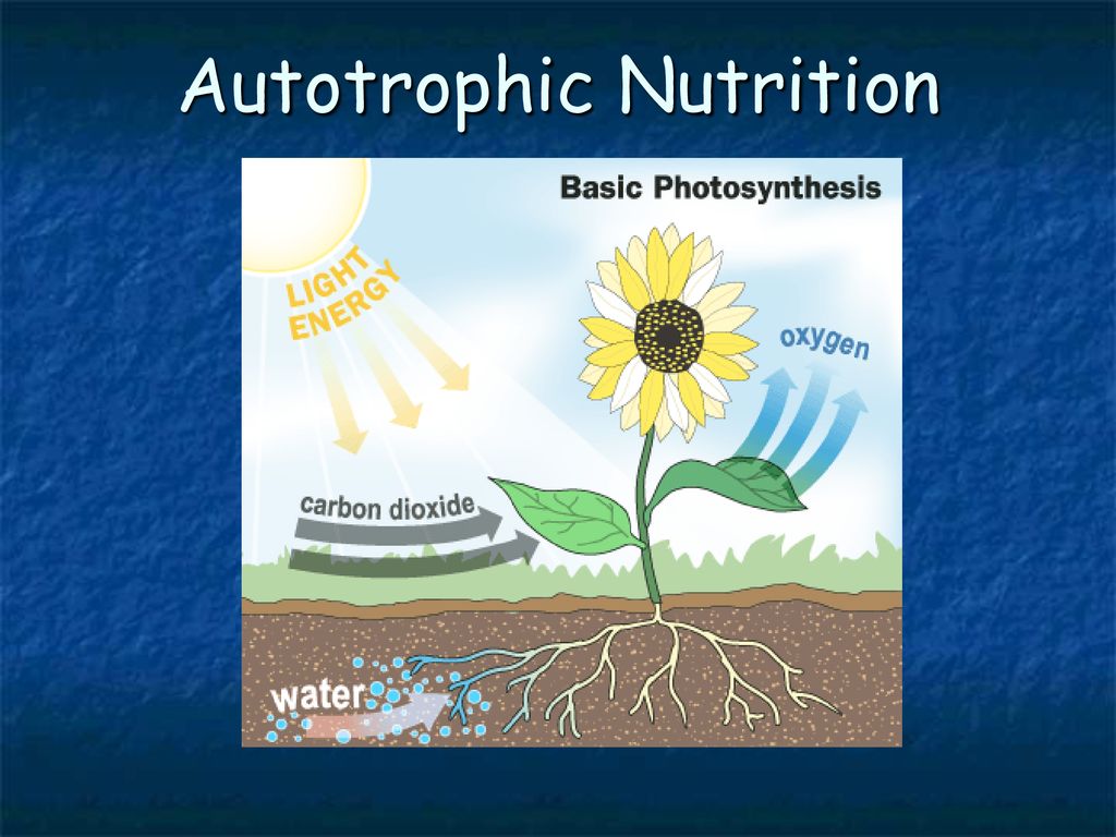 Autotrophic Nutrition: How Plants Teach Us About Sustainable Eating Habits