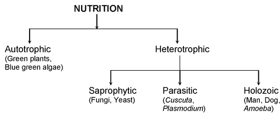 Autotrophic Nutrition: How Plants Teach Us About Sustainable Eating Habits